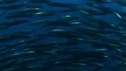 sardine_run