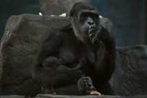 مخرج افلام وثائقية عن الحياة البرية يدعو الى احترام خصوصيات الغوريلا