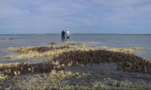 الكائنات البحرية في نيوزيلندا تواجه خطر الانقراض الكائنات البحرية في نيوزيلندا تواجه خطر الانقراض