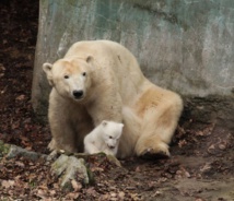 ذكر أم انثى؟ حسم غموض صغير الدب القطبي في حديقة حيوان برلين