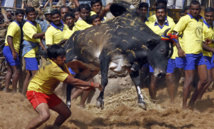 رياضة ترويض الثيران في الهند رياضة ترويض الثيران في الهند