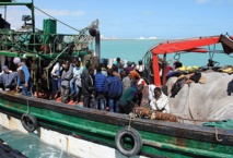 "الدولية للهجرة": 3156 مهاجرا قدموا إلى أوروبا عبر البحر و234 وفاة