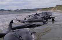 نفوق مئات الحيتان على أحد شواطئ نيوزيلندا نفوق مئات الحيتان على أحد شواطئ نيوزيلندا