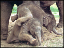 تدفق التبرعات ينقذ أكبر مؤسسة لمساعدة الافيال في العالم تدفق التبرعات ينقذ أكبر مؤسسة لمساعدة الافيال في العالم