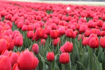 زهرة التوليب عمرها 400 عام ولا تزال أيقونة وطنية هولندية زهرة التوليب عمرها 400 عام ولا تزال أيقونة وطنية هولندية