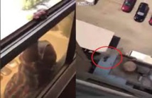 توقيف كويتية لتصويرها محاولة انتحار خادمتها من دون المساعدة توقيف كويتية لتصويرها محاولة انتحار خادمتها من دون المساعدة