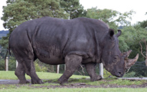 نقل 12 وحيد قرن من جنوب أفريقيا إلى بوتسوانا حفاظا عليه من الانقراض