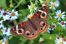 حديقة الفراشات في إسطنبول.. راقصات بألوان زاهية على أنغام الربيع