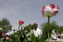 حرب الأفيون مغامرات أمريكية في حقول الخشخاش حرب الأفيون مغامرات أمريكية في حقول الخشخاش