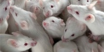  بروتين من حبل السرة يحسن قدرة المخ لدى الفئران العجوزة