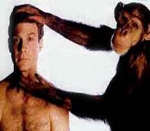 قرود الشمبانزي تملك الوعي وتخطط للمستقبل  قرود الشمبانزي تملك الوعي وتخطط للمستقبل