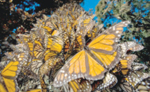 تجربة لتتبع مسار الفراشات للتعرف على تفاصيل حياتها العجيبة