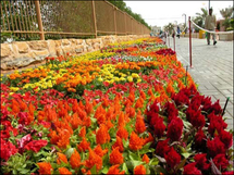 مهرجان الزهور الألماني .. يجذب أكثر من مليون سائح خلال الربيع و الصيف