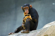 دراسة علمية على أدمغة القرود ...القردة تتعلم من أخطائها وبعض البشر لا يتعلمون