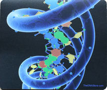 علماء تايوانيون يكتشفون جينا يرتبط بطول فترة حياة الثدييات علماء تايوانيون يكتشفون جينا يرتبط بطول فترة حياة الثدييات