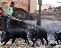 شريط على اليوتيوب يبين وحشية ذبح الخنازير في مصر يثير استياء المسلمين و المسيحيين