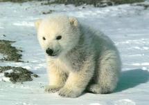 معركة قضائية بين حديقتي حيوانات في المانيا لتقاسم المردود المادي لدب قطبي
