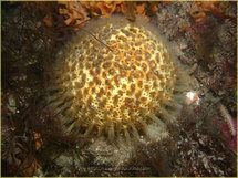 الاسفنجيات مستودع طبيعي للعقاقير الطبية الاسفنجيات مستودع طبيعي للعقاقير الطبية