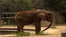فيلة فنزويلية تخسر 2000 كيلوجرام من وزنها بسبب  نقص الغذاء