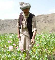 واشنطن تقلص جهود مكافحة زراعة الخشخاش في افغانستان لانها سياسة لا فائدة منها