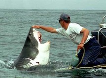 ثلث أسماك القرش في طريقها للانقراض بسبب الصيد الجائر