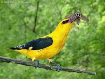 الهيئة الألمانية لحماية الطبيعة تخشى تلاشي الطيور والحشرات