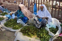 سيدات اثيوبيات يبعن القات فى سوق هرار