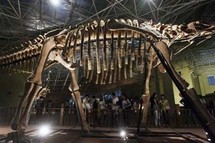 مزاد في لاس فيغاس على هيكل عظمي لملك الديناصورات