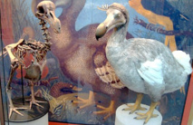 محاكمة سويسري بتهمة سرقة "ريش" من متاحف للتاريخ الطبيعي محاكمة سويسري بتهمة سرقة "ريش" من متاحف للتاريخ الطبيعي