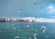نوارس جائعة تهاجم سوقا للحوم والأسماك في السعودية نوارس جائعة تهاجم سوقا للحوم والأسماك في السعودية
