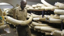 حقوقيون : الصراع يشجع تهريب أنياب الافيال في جنوب السودان حقوقيون : الصراع يشجع تهريب أنياب الافيال في جنوب السودان