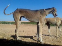 ملك جمال السلوقيين .....أبوظبي تنظم مسابقة جمال لكلاب الصيد الإماراتية والخليجية 