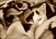 لهؤلاء الذين ما زالوا يتساءلون من عبود السعيد لهؤلاء الذين ما زالوا يتساءلون من عبود السعيد