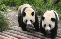 نفوق"التوأم الأكبر"لباندا عملاقة عقب ولادته بحديقة حيوان بفرنسا