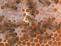 مؤشرات العسل ...الوضع الأمني يدفع النحل للهرب من العراق  