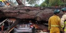 اثنا عشر قتيلا و50 جريحاً بسقوط شجرة خلال مهرجان بالبرتغال