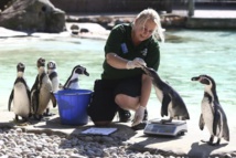 حيوانات حديقة لندن تخضع لاختبار "كشف هيئة" حيوانات حديقة لندن تخضع لاختبار "كشف هيئة"