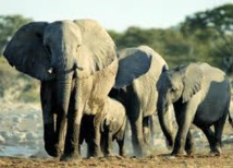 موقع إنترنت لترجمة الأصوات البشرية إلى لغة الفيلة