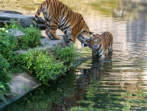 أمريكية تعتزم منح حديقة حيوان ألمانية 22 مليون دولار من ثروتها  