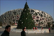 سعر الشجرة أعلى بثلاث مرات من الشجرة الاصطناعية