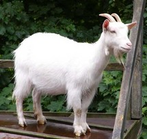 من أنفلونزا الدجاج إلى الخنازير إلى الماعز تتوالى المصائب على بني البشر