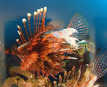 كرنفال صور تحت الماء .. معرض مميز للفوتوغرافيا