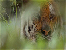 هناك شكوك بأن الرجل أكل آخر نمر تملكه الصين من هذه الفصيلة النادرة