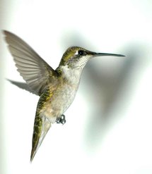 العصفور الطنان