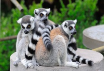 أبناء العم الغرباء...حيوان الليمور سبب نقص البروتين في مدغشقر أبناء العم الغرباء...حيوان الليمور سبب نقص البروتين في مدغشقر