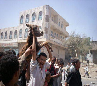 اهالي الضالع في عصيان سابق يرفعون حمارا على الاكتاف سخرية من الرئيس صالح وحصانه - ارشيف اهالي الضالع في عصيان سابق يرفعون حمارا على الاكتاف سخرية من الرئيس صالح وحصانه - ارشيف