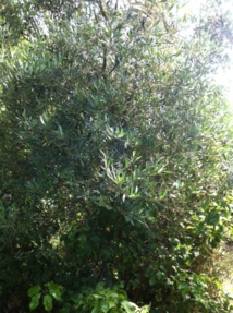 التونسيون محرومون من زيت الزيتون صانع شهر تونس عالميا