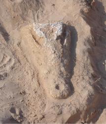 جمجمة تمساح بين المكتشفات التي اعلن عنها مدير هيئة ابوظبي للثقافة والتراث