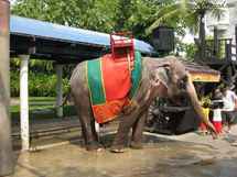 دورات لتعليم قيادة الأفيال في غابات تايلاند