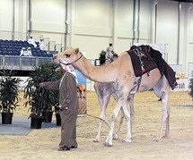 الناقة الأغلى في العالم في مهرجان الظفرة للإبل المقام بأبو ظبي